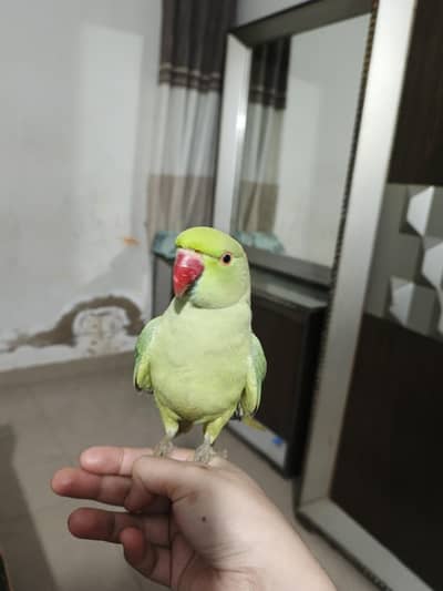 female parrot
