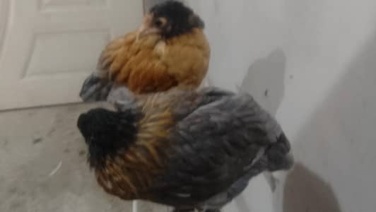 black golden pure golden puff chicks for sale