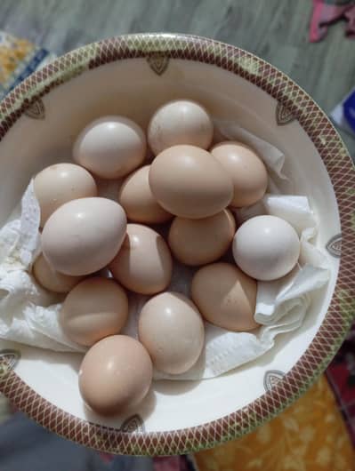 irani Tayter eggs
