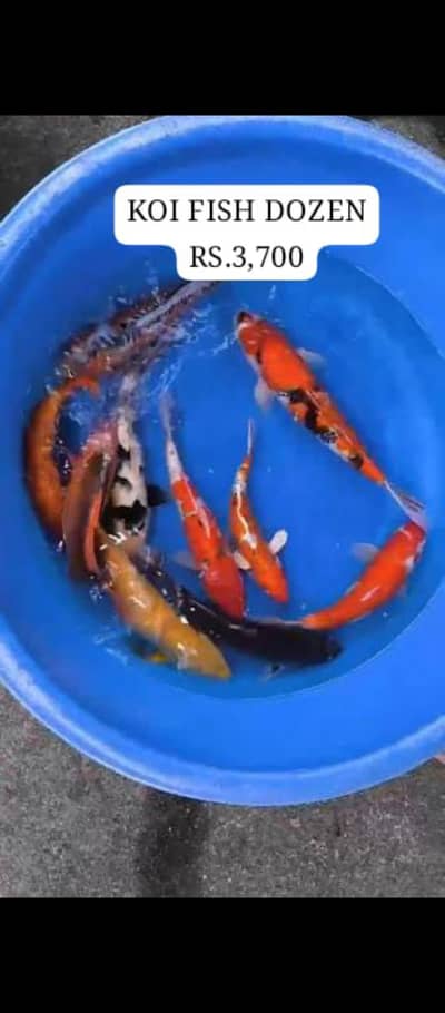 Healthy Thailand Koi and Shapamkin Goldfishes Duckweed  Aquatic Plant