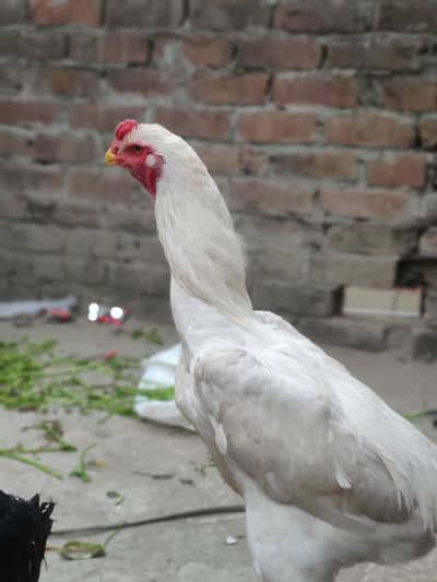 aseel shamo white and black available