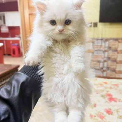 Persian kitten