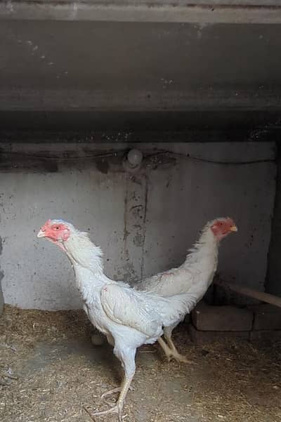 aseel shamo / shamo female / white shamo / o shamo / white shamo femal