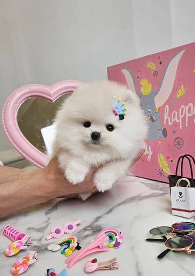 pomeranian puppies 03425655411