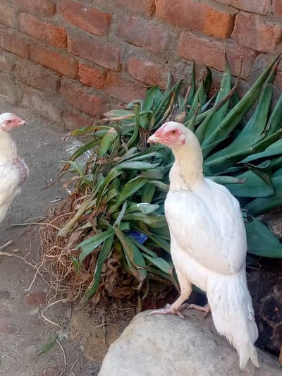 aseel heraa madi for sale