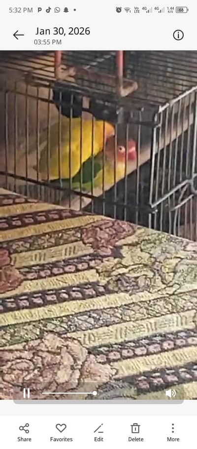 breedee love bird healthy and active pairs