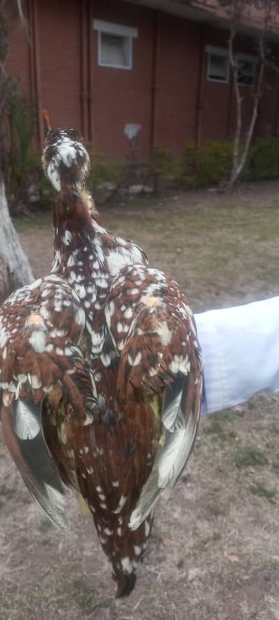 Aseel mianwali chick single male