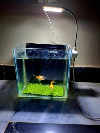 Small table aquarium
