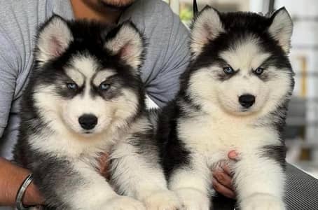 husky puppies 03425655411