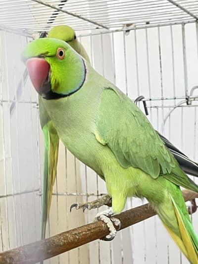 Green Parrot & Cage with box