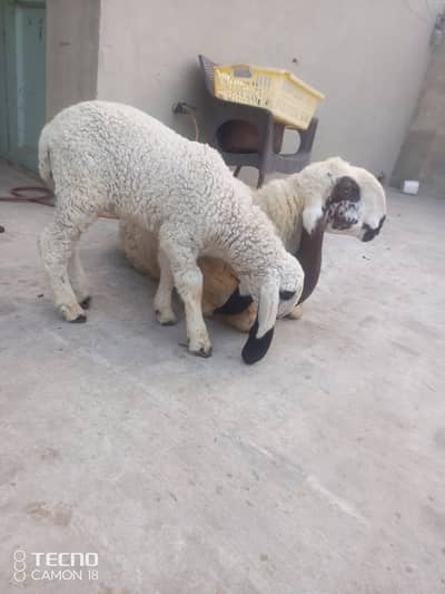 hxhdhdhhdh03079685820