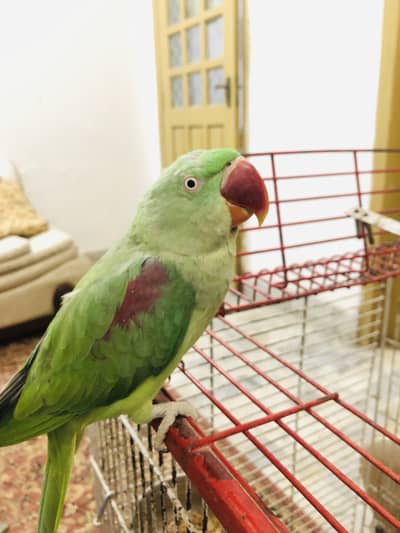 Raw Alexandrine Female Breeder