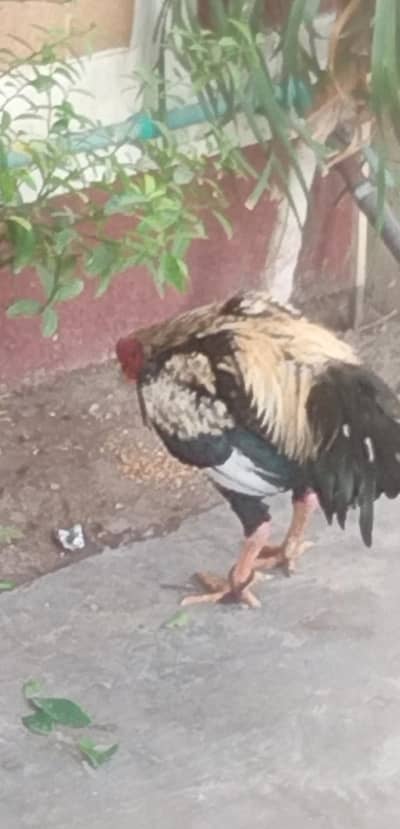 aseel desi murga  meet weight 2.5 kg pakka