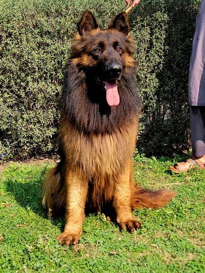 German Shepherd and 03244911352 WhatsApp non pedigree