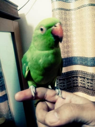 cute hand tamed parrot available