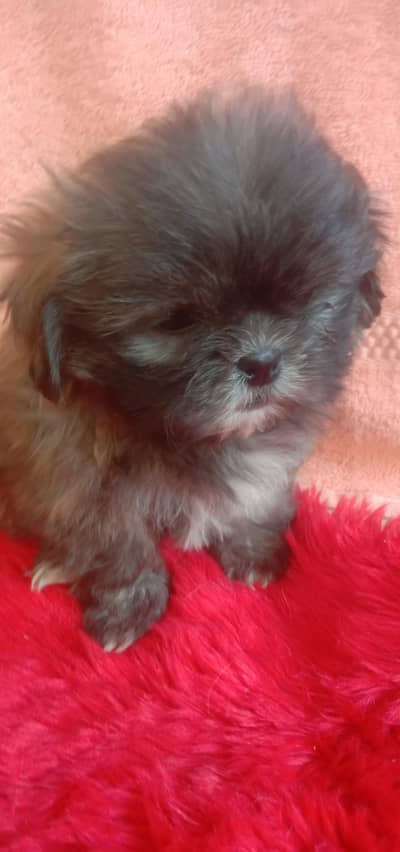 shih tzu puppy female