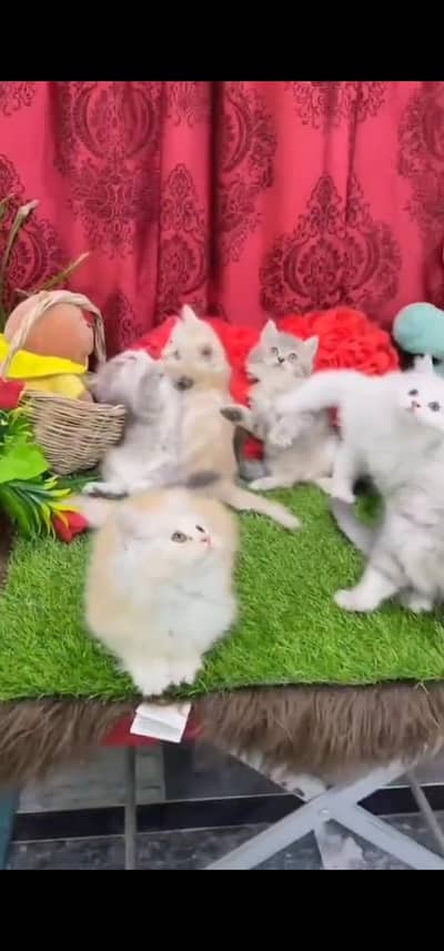 Quality Persian Punch face cat & kitten is03062848895Whatsapp
