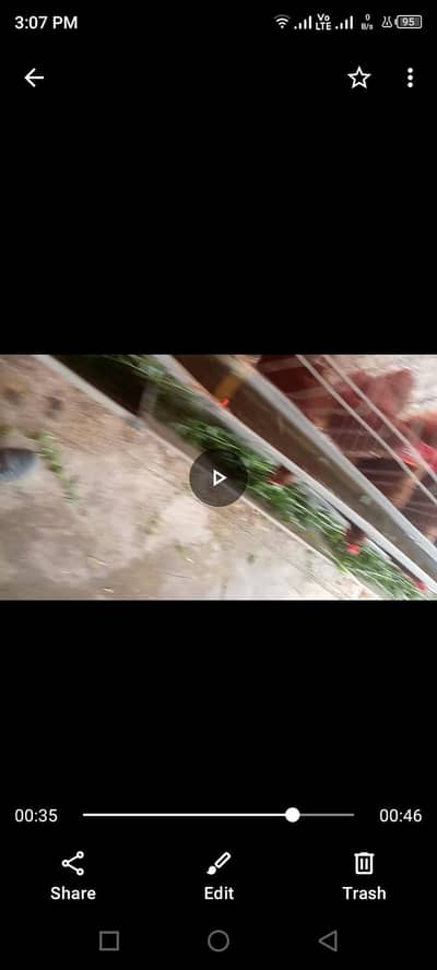 Lohman Brown . egg laying.