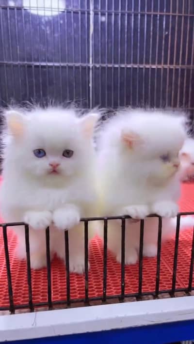 cat beautiful information my WhatsApp 0342=========9369===========990