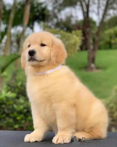 golden retriever puppy 03425655411