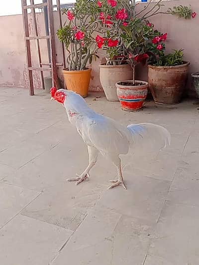 Heera/Hera/Hira male and female for sale sabkey price alag alag hain