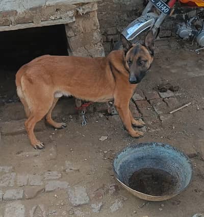 belgium malinois for sale