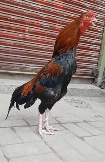 aseel murga Lakha hight quality