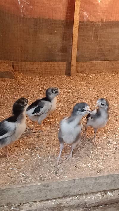 lassani chicks (High Quality)