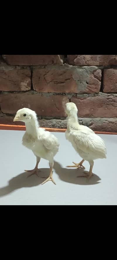 White shamoo chicks