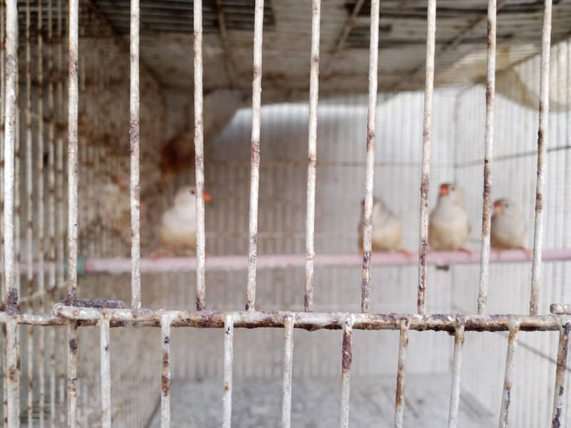 half Orange mutation quantity five 0