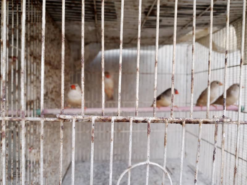 half Orange mutation quantity five 1