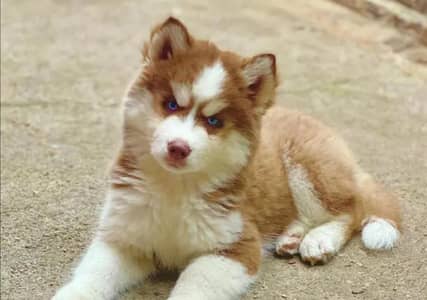 husky puppies 03425655411