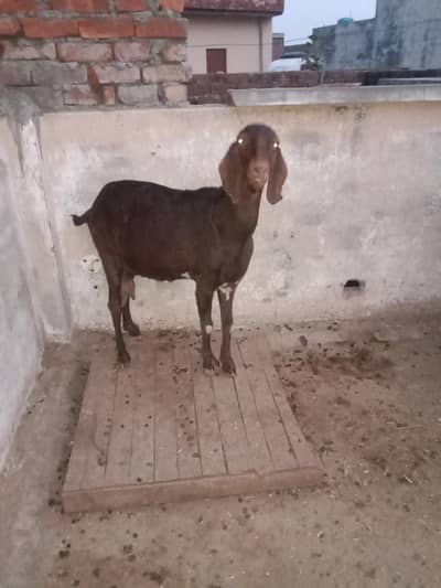 Desi bakri for sale milk blood line