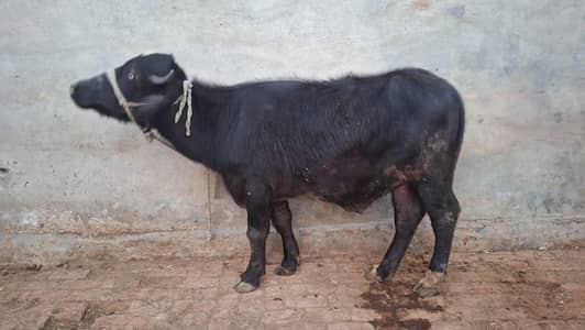 katta/wacha/wera/katta/bufellow/cow/bull