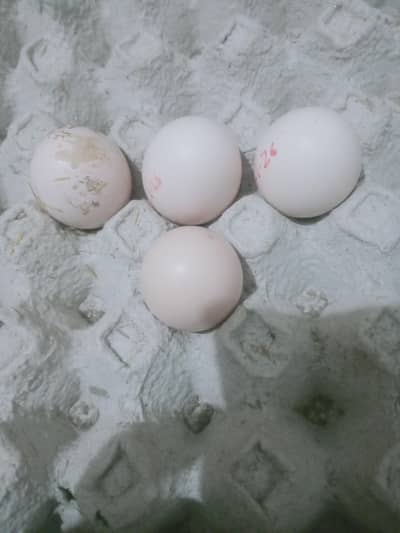 Top quality Hera and shamo eggs and chicks are available for sale