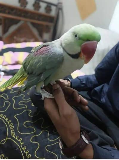 kashmiri raw parrot for sale urgent my WhatsApp number 03228067923