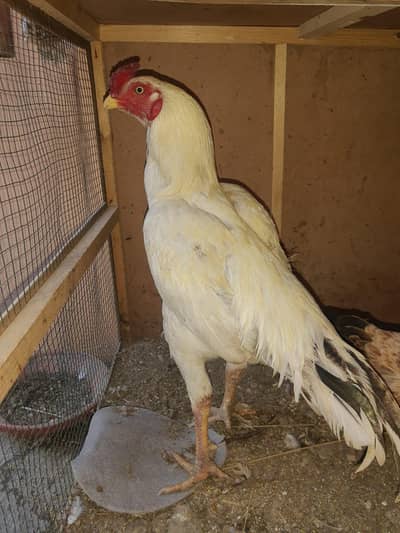 Aseel Boska Male and Punjab breader female