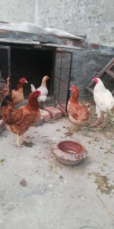 3 Golden murgia eggs laying big size Aseel pathi or 1 adad murga Aseel