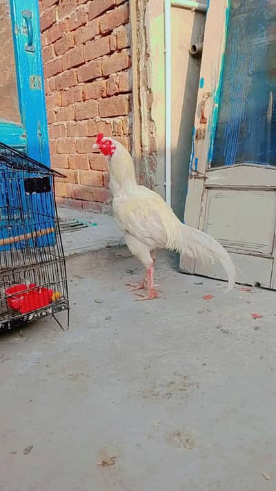 high Quality Hera patha