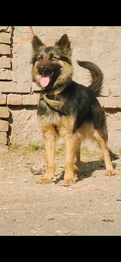 | bagyari alsatian |security dog for sale
