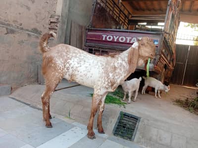 bakra /male goat /makhi chena
