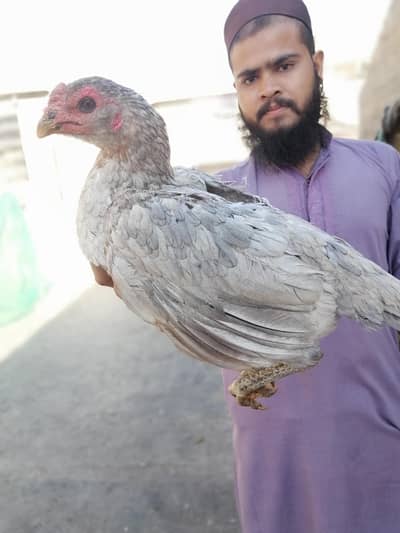 Thai pair pure bloodline