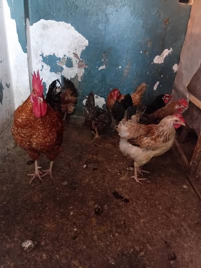 Dasi hen for sale