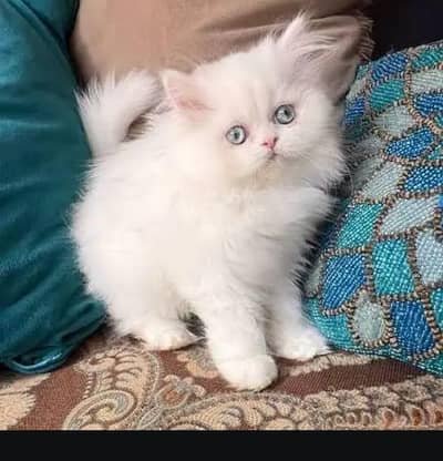 Persian cat for sale my WhatsApp number  0324-12-95-120