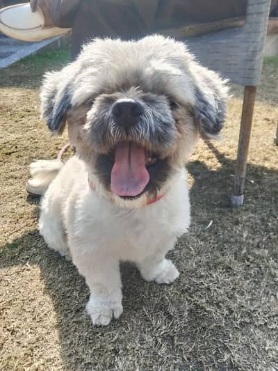 chow chow puppies dog for sale only Whatsapp number 03327945291