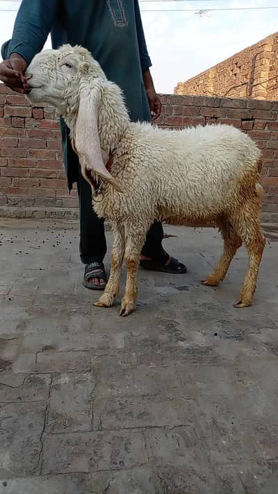 Kajla Chatra aur bakra