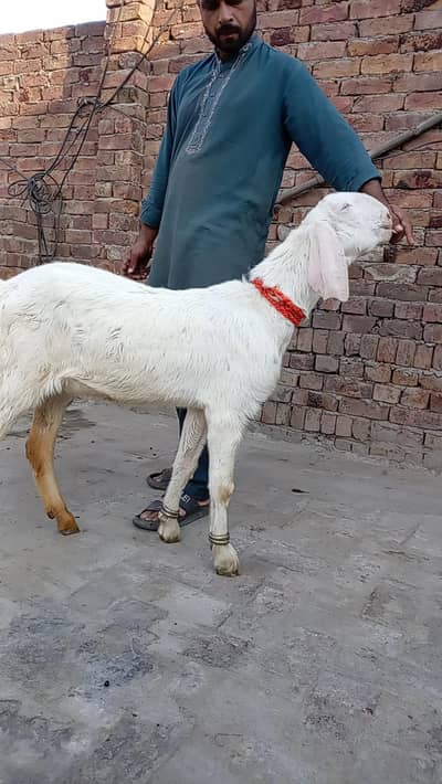 Bakri aur bakra