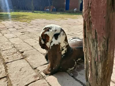 Beetal Nagra Dabba heavy Male Goat kid for sale