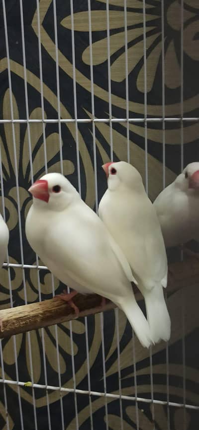 White Java & Sliver Java