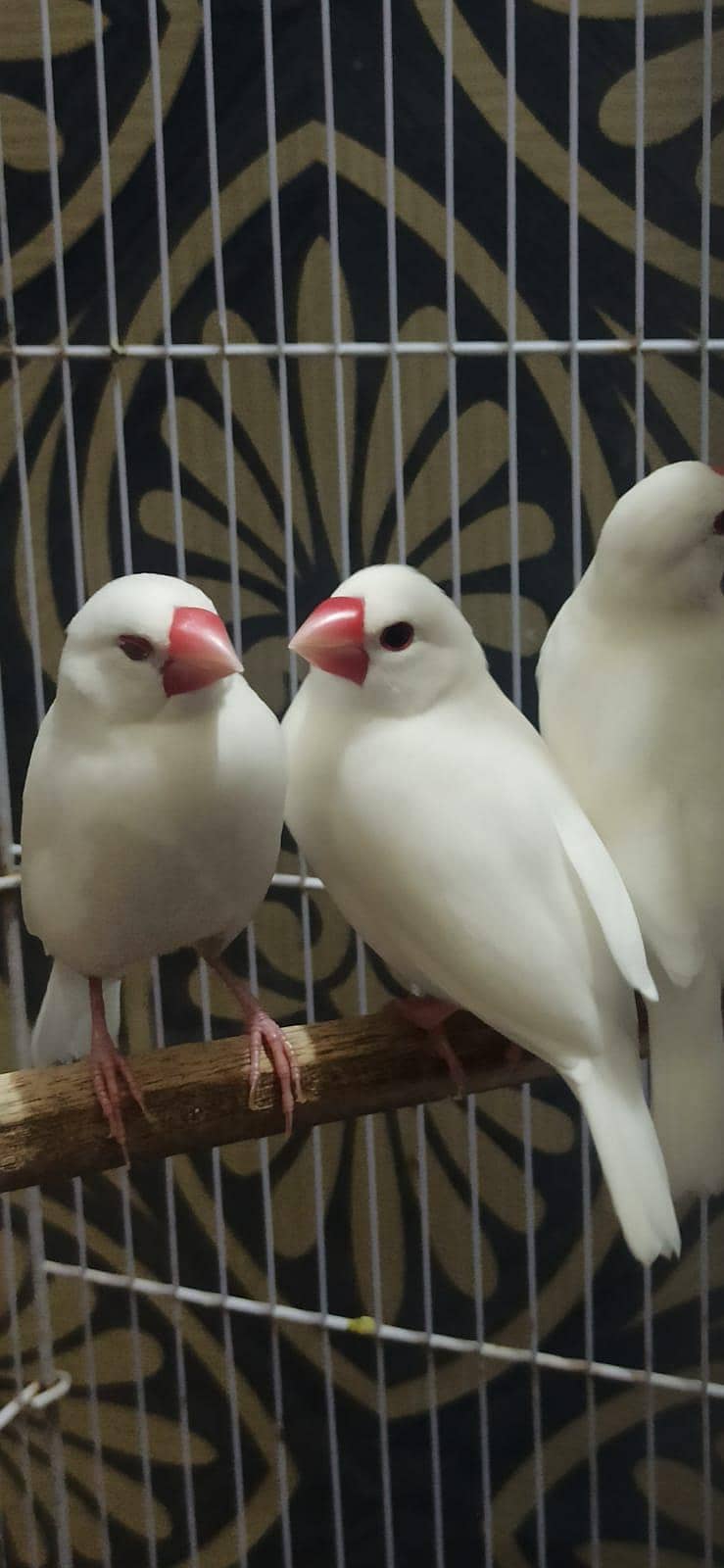 White Java & Sliver Java 1